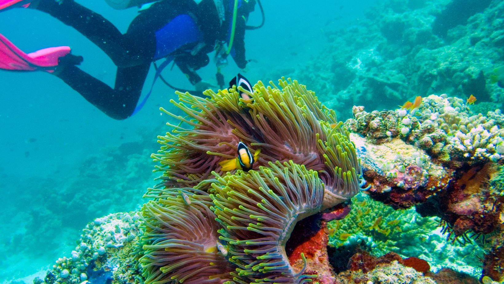great barrier reef snorkeling tours