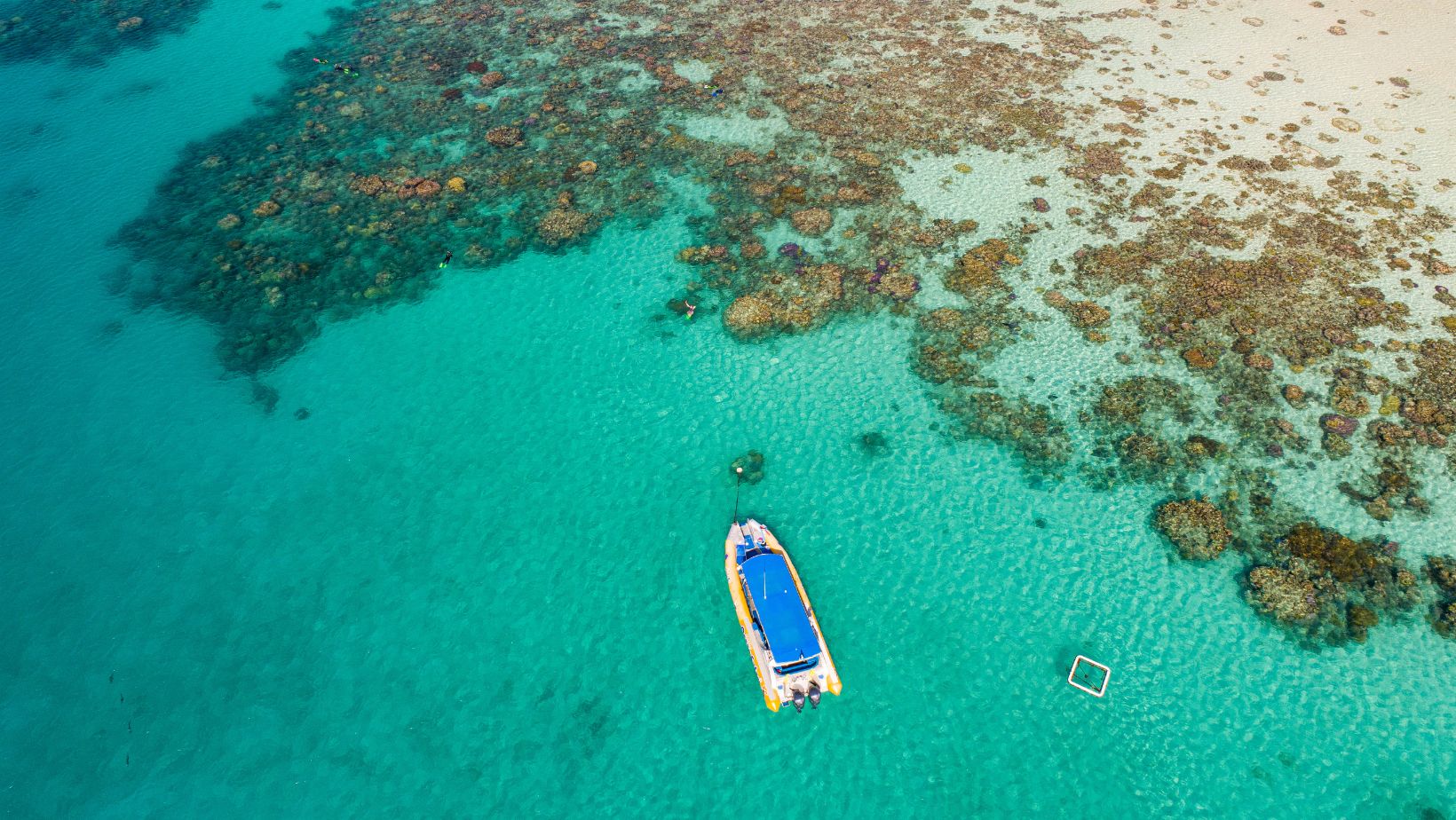 plants in the great barrier reef