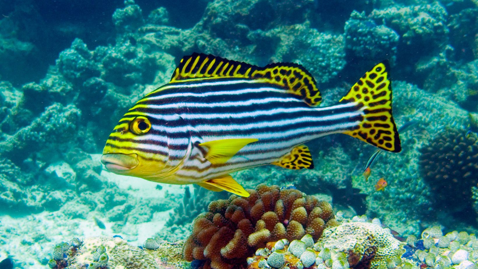 abiotic factors in the great barrier reef
